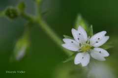 Stellaria monosperma